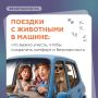 Собираетесь в путешествие на автомобиле с домашними питомцами?