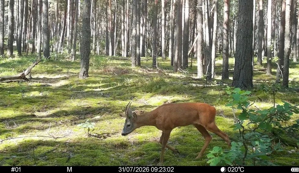 В Брянском лесу сняли косулю с «суперспособностями»