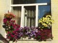 Чудесное окно всё лето цветёт во дворе на Фокина, 20