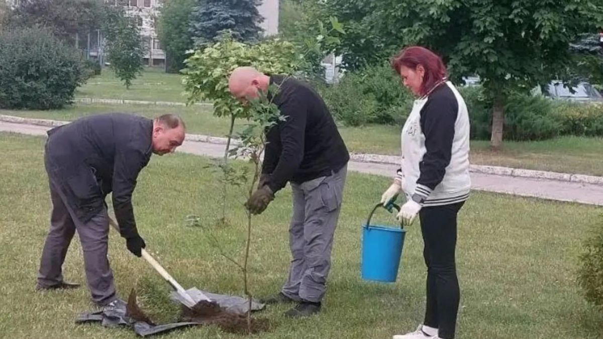 В Брянском сквере посадили новые клены