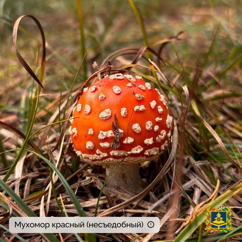 Миколог-любитель Екатерина Пилютина не только собрала грибы, но и поделилась с нами фотографиями Миколог-любитель Екатерина Пилютина не только собрала грибы, но и поделилась с нами фотографиями