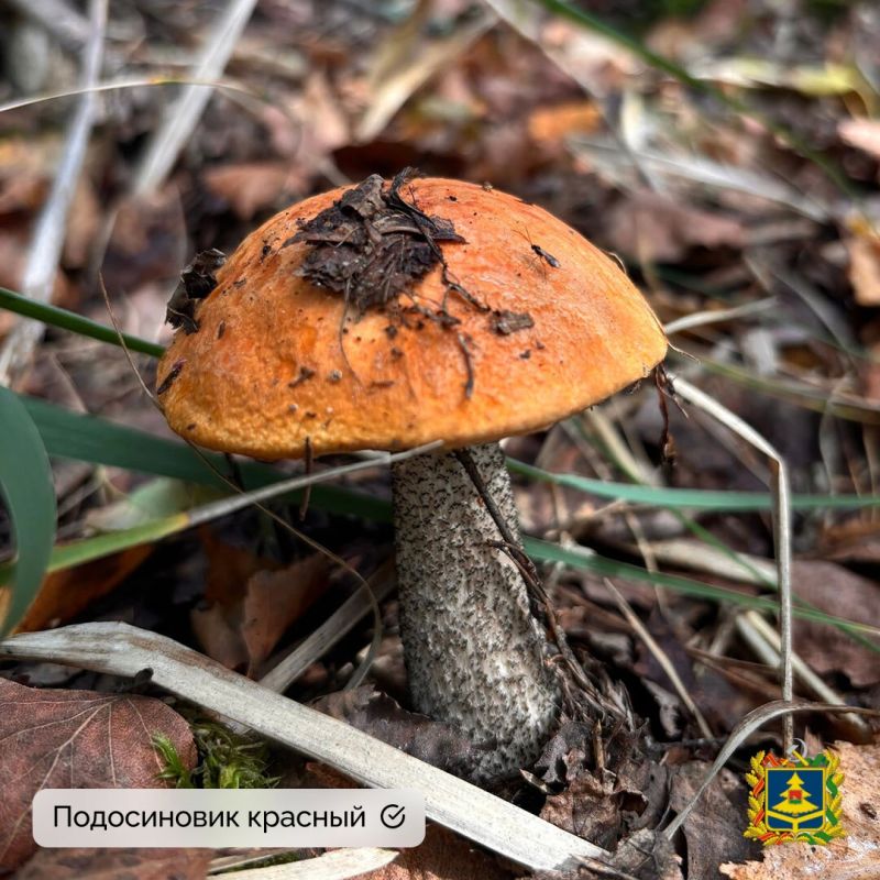 Миколог-любитель Екатерина Пилютина не только собрала грибы, но и поделилась с нами фотографиями Миколог-любитель Екатерина Пилютина не только собрала грибы, но и поделилась с нами фотографиями