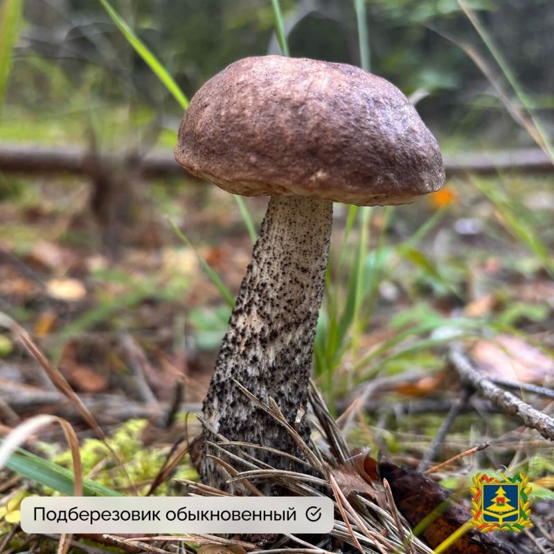 Миколог-любитель Екатерина Пилютина не только собрала грибы, но и поделилась с нами фотографиями Миколог-любитель Екатерина Пилютина не только собрала грибы, но и поделилась с нами фотографиями