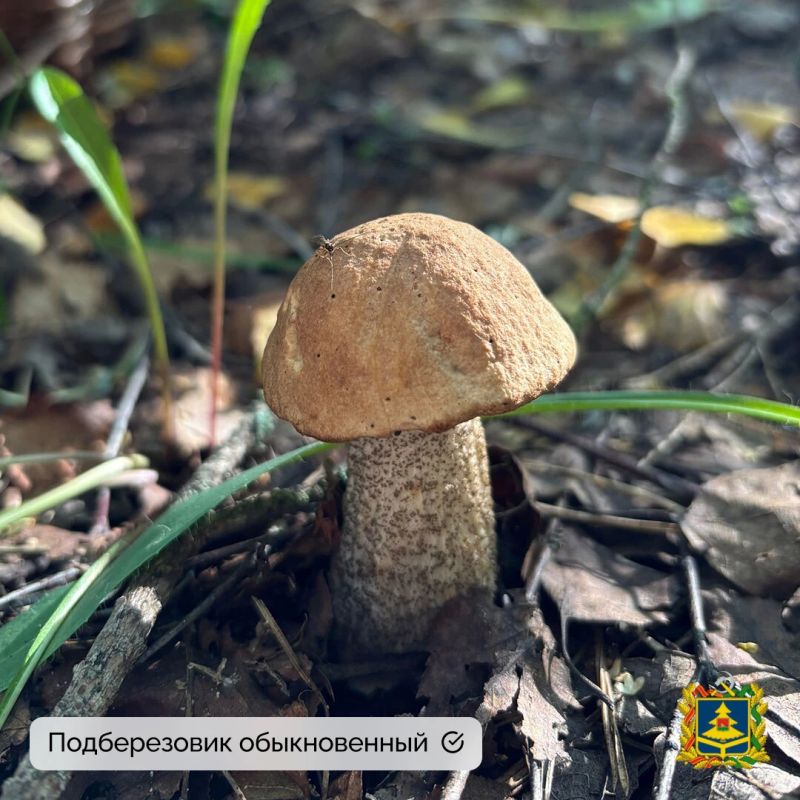 Миколог-любитель Екатерина Пилютина не только собрала грибы, но и поделилась с нами фотографиями Миколог-любитель Екатерина Пилютина не только собрала грибы, но и поделилась с нами фотографиями