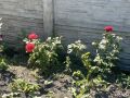 Пост от нашего подписчика, главы Советской районной администрации Дениса Семёнова