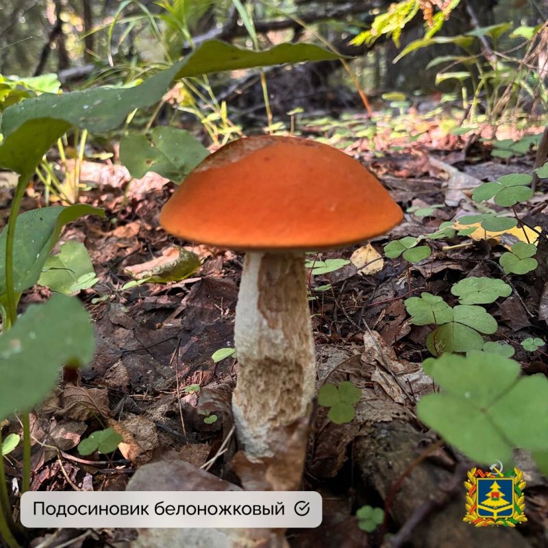 Миколог-любитель Екатерина Пилютина не только собрала грибы, но и поделилась с нами фотографиями Миколог-любитель Екатерина Пилютина не только собрала грибы, но и поделилась с нами фотографиями