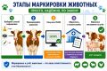 Правила осуществления учета животных, подлежащих индивидуальному или групповому маркированию и учету