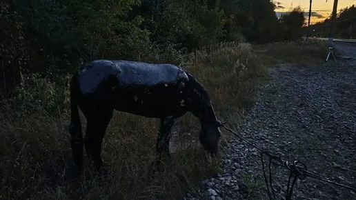 Операция по вызволению лошади из битумной ловушки под Брянском заняла три часа