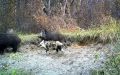 В «Брянском лесу» в фотоловушку угодил кабан«далматинец»