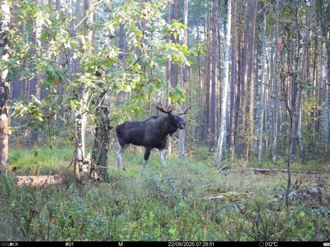 Кадр с фотоловушки заповедника «Брянский лес»