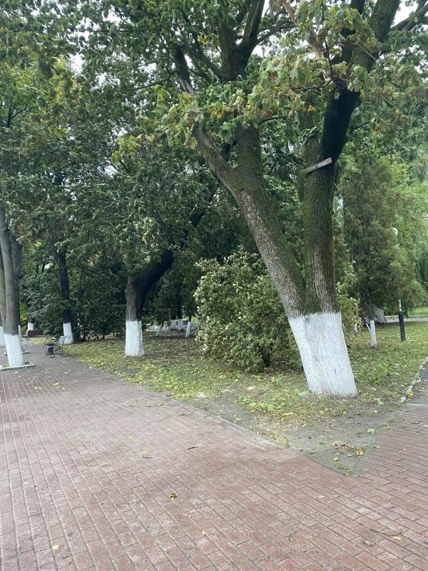 В Брянске ликвидируют последствия шквального ветра В Брянске ликвидируют последствия шквального ветра