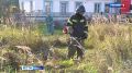 В Брянской области начали борьбу с сухостоем
