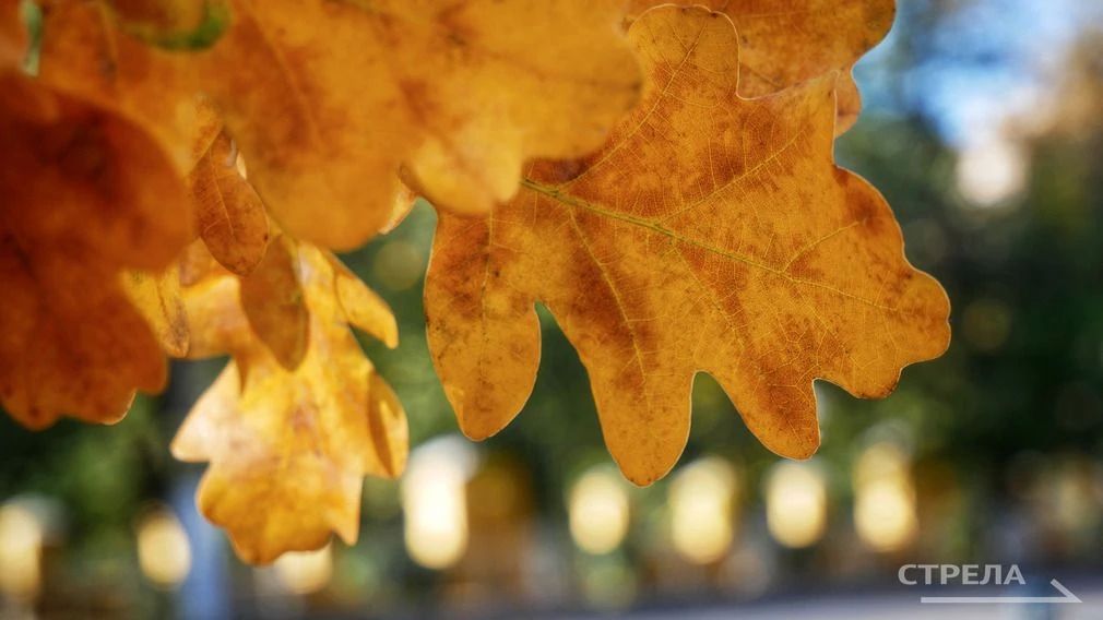 Погода в Брянской области на 28 сентября