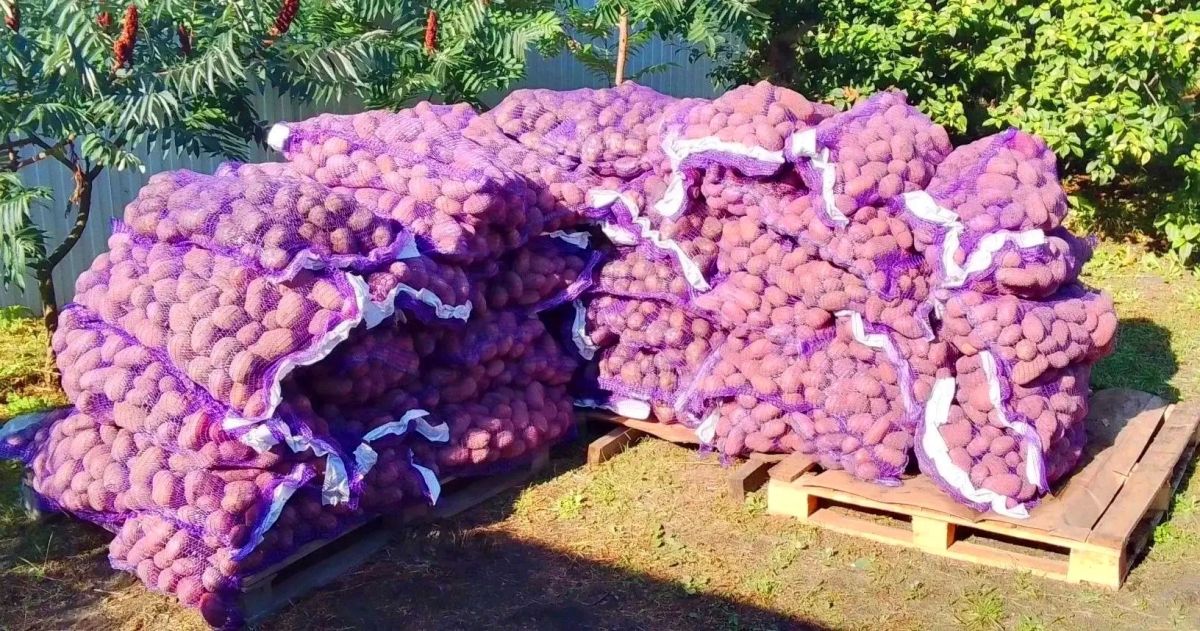 Итоги акции «Наполни социальный погребок» Итоги акции «Наполни социальный погребок»