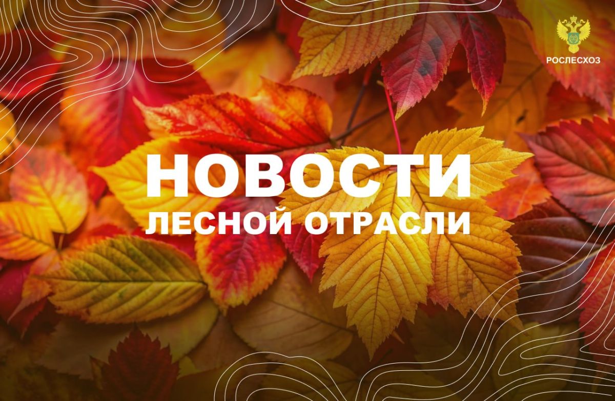 AK&M: Рослесхоз: на реализацию федпроекта «Сохранение лесов» в 2027-2029 годах из федерального бюджета планируют выделить почти 40,1 млрд рублей