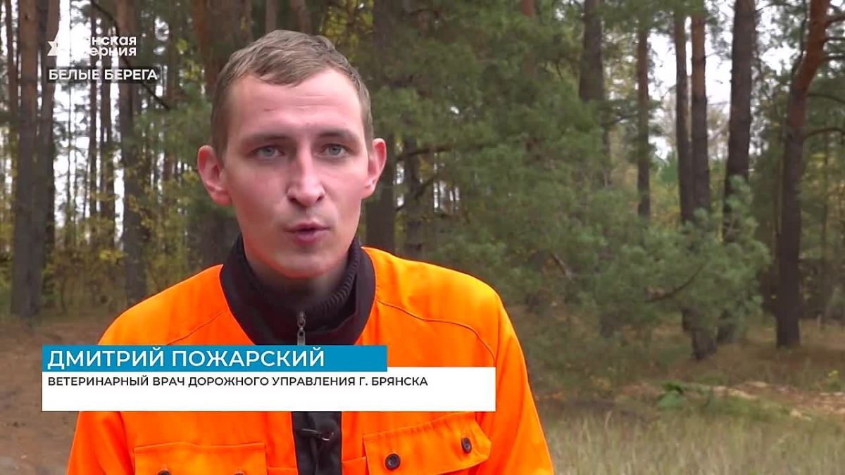 Собака, похожая на волка, уже два месяца держит в страхе посёлок Белые Берега