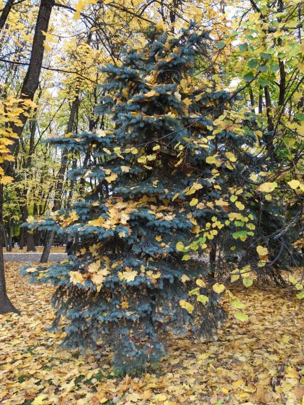 Золотая осень, да ещё в сказочном парке Толстого, преподносит сюрпризы