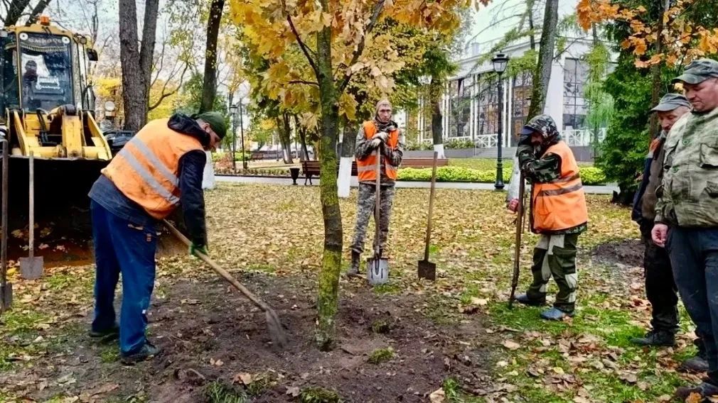 В центре Брянска высадили шесть молодых клёнов