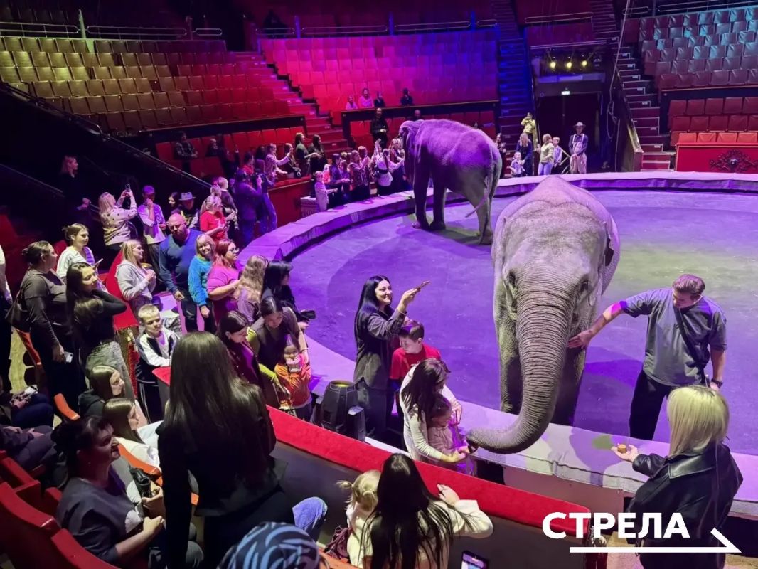 Марго, Одри и Претти уже в Брянске: в цирке представили новую программу «Девочка и слон» Марго, Одри и Претти уже в Брянске: в цирке представили новую программу «Девочка и слон»