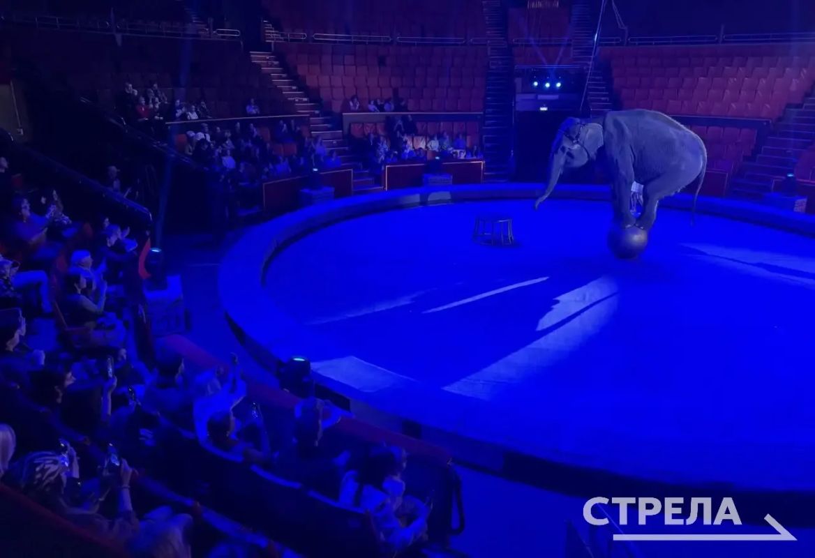 Марго, Одри и Претти уже в Брянске: в цирке представили новую программу «Девочка и слон» Марго, Одри и Претти уже в Брянске: в цирке представили новую программу «Девочка и слон»