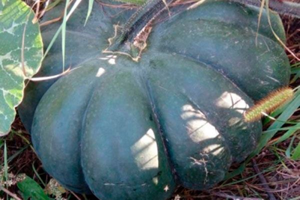 Тыква Мускаде Агро: сокровище вашего огорода с экзотическим вкусом