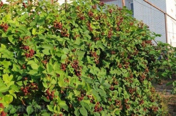 Уход за ежевикой: осенние процедуры перед зимой