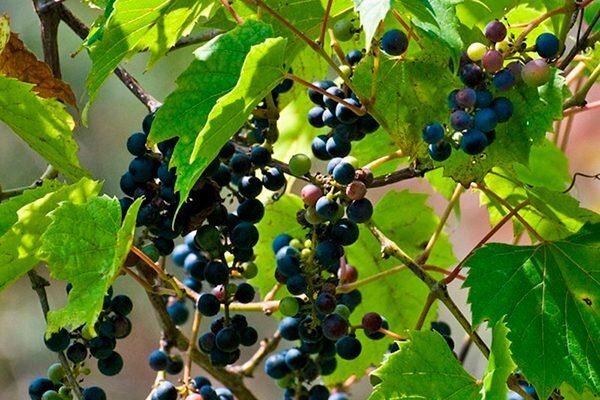 Виноград прибрежный: секреты морозостойкой ягодной культуры и её удивительное использование