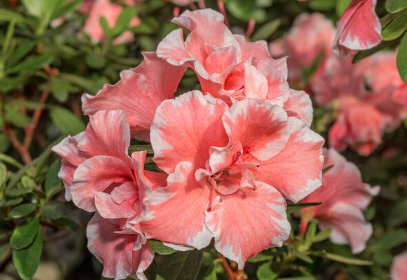 Прихотливая камелия: как сделать так, чтобы она расцвела в вашем доме