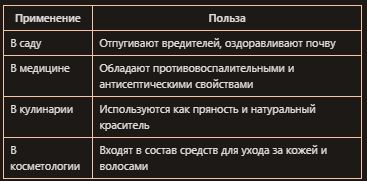 Бархатцы: как эти яркие цветы становятся защитниками вашего сада