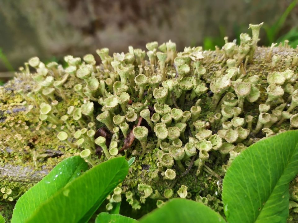 Как справиться с мхом на грядках