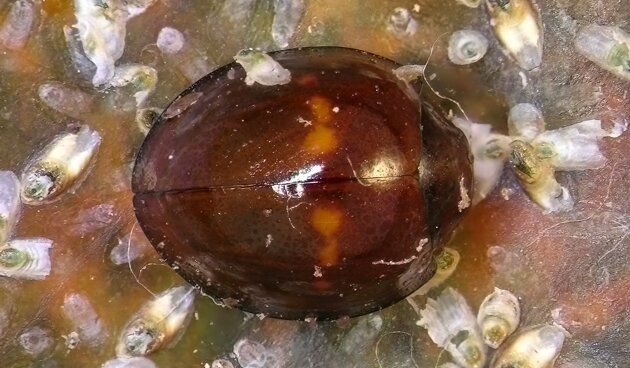 Щитовка на комнатных растениях: как избавить зеленых друзей от вредителя