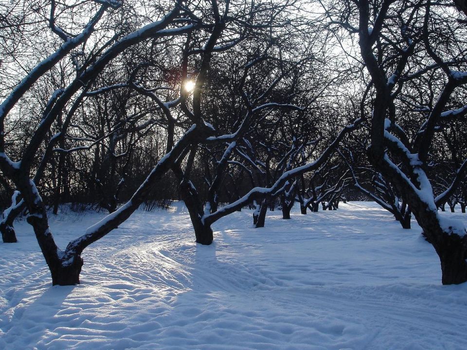 Как восстановить сад после зимних испытаний: полезные советы для садоводов