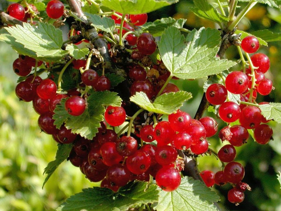 Как борная кислота превращает смородину в ягодное чудо