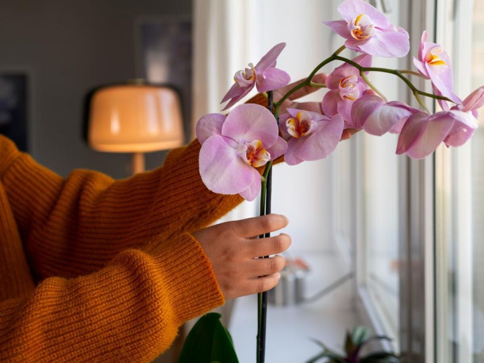 Пробуждение орхидей: как сделать так, чтобы они снова зацвели
