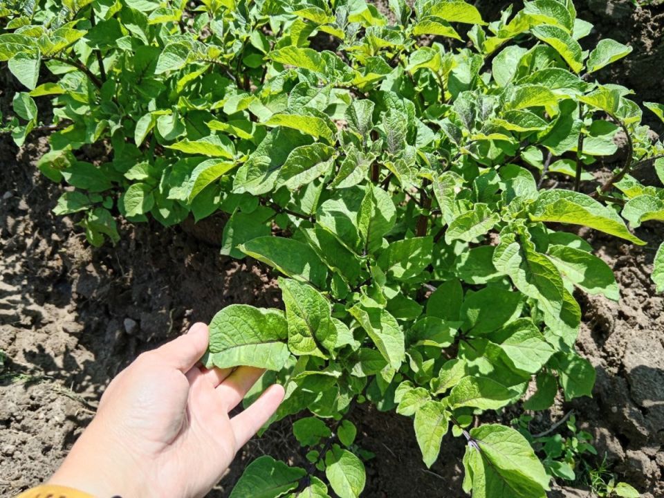 Как сохранить картошку от колорадских жуков: секреты успешного урожая