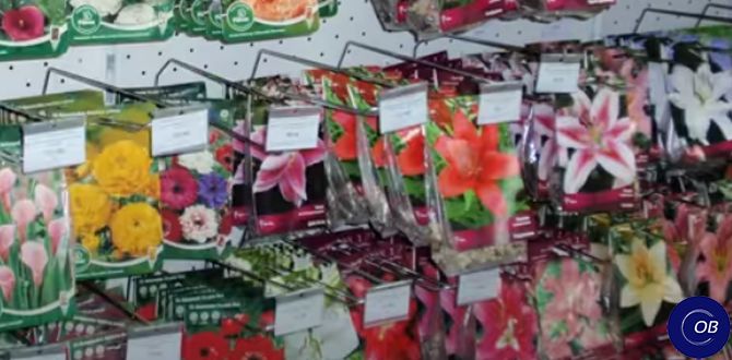 Как сохранить саженцы роз до посадки: простые советы