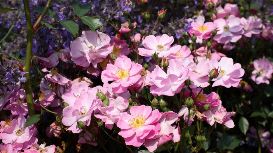 Почвопокровные розы: идеальный выбор для вашего сада