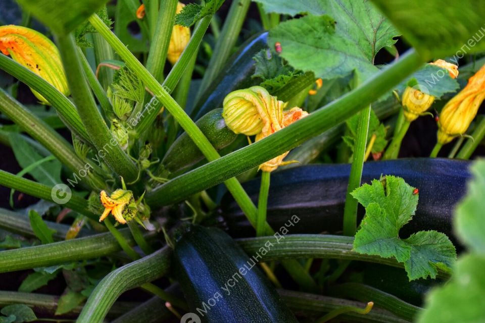 Секреты успешного выращивания кабачков: как подкормка сделает урожай богатым