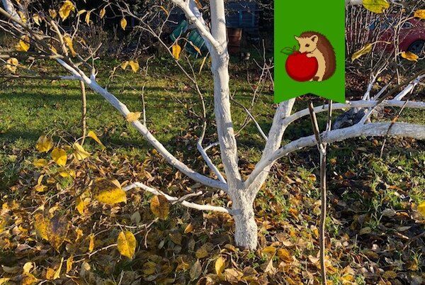 Не упустите шанс: когда и как белить деревья в ноябре?