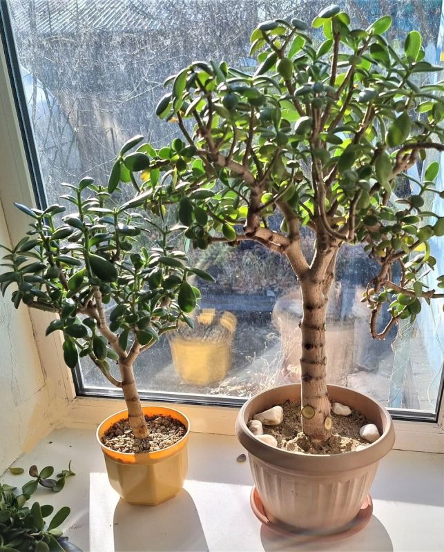 Как создать идеальное денежное дерево: секреты формирования толстянки