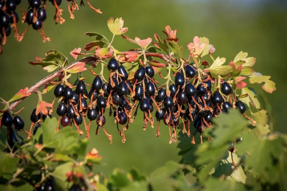 Золотистая смородина: ваши идеальные ягоды для сада