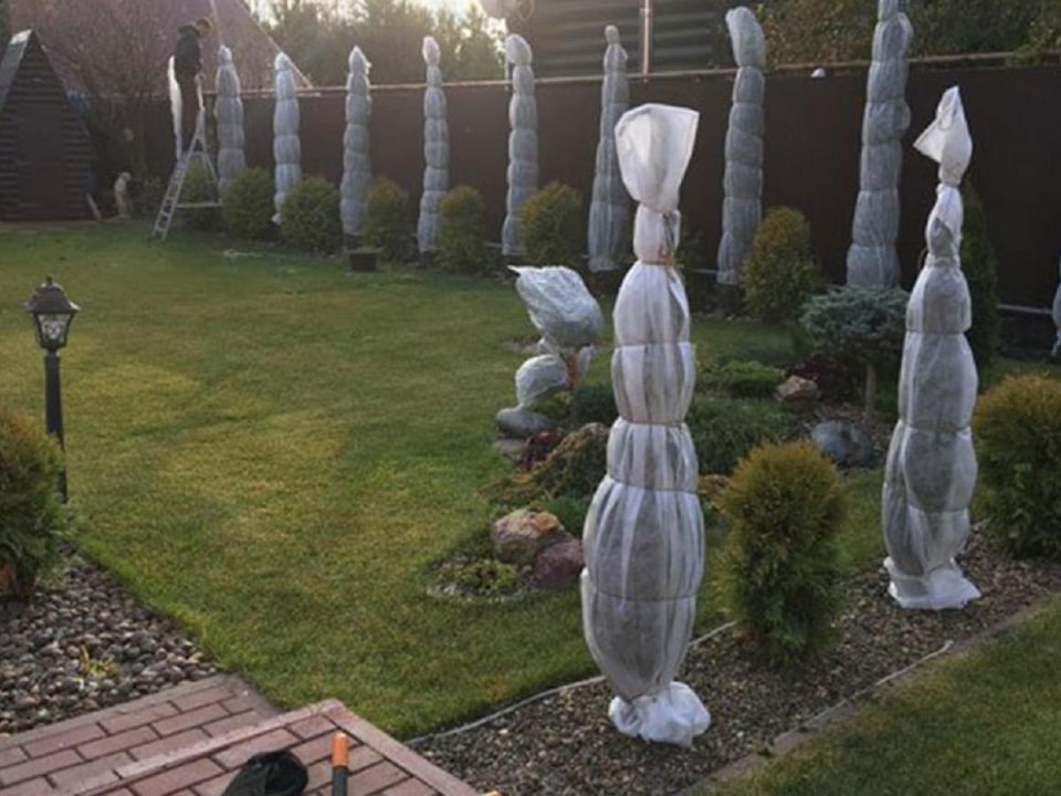 Как выбрать идеальные растения для вашего сада в 2025 году