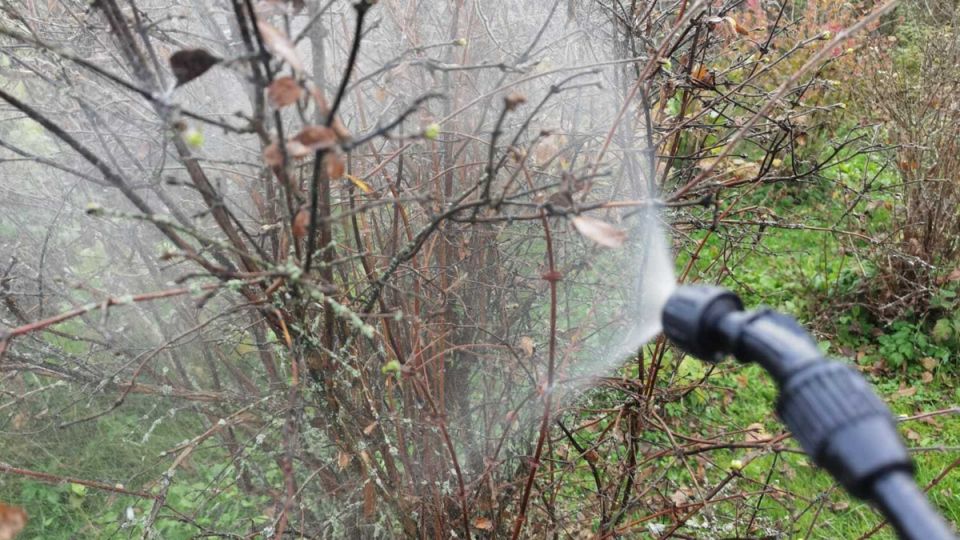 Как осенняя обработка защитит ваш сад от вредителей на целый год