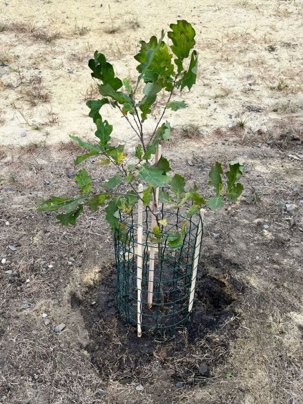 Как подготовить сад к зиме: четыре шага к здоровью деревьев