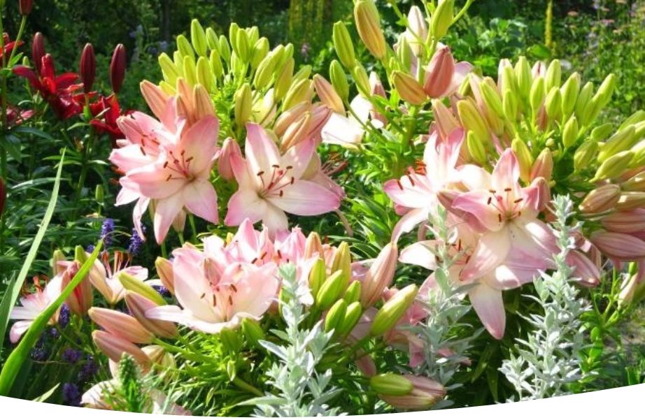 Как весной обеспечить лилияam роскошное цветение: секреты правильной подкормки