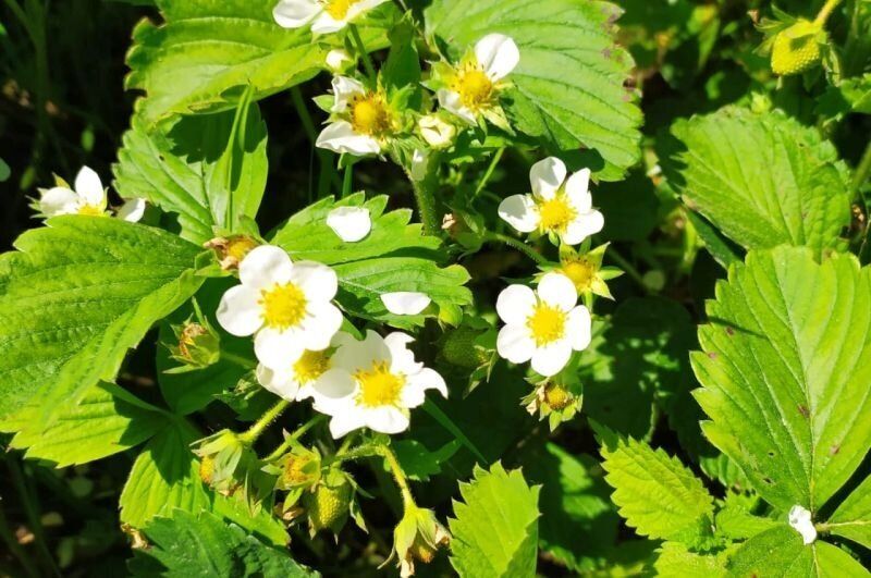 Как добиться пышного урожая клубники: секреты успешной подкормки