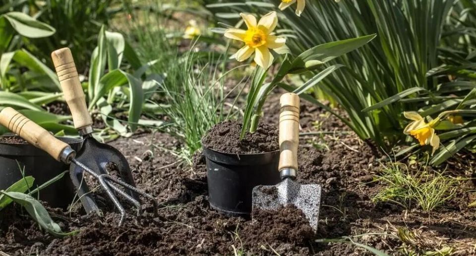 Растения, которые не терпят пересадок