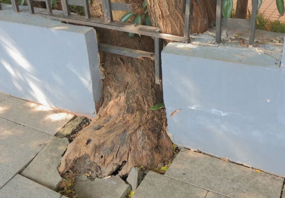 Опасные деревья для вашего сада: что стоит избегать при посадке?