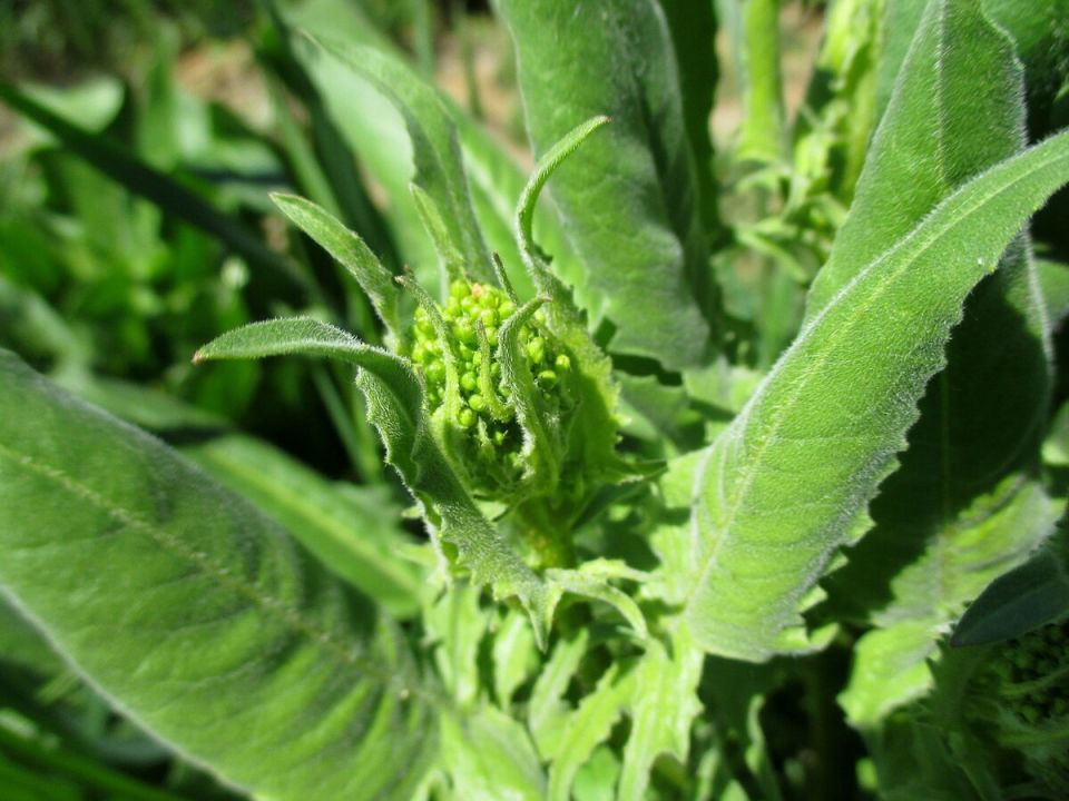 Свербига: забытое весеннее лакомство, которое удивляет вкусом и пользой