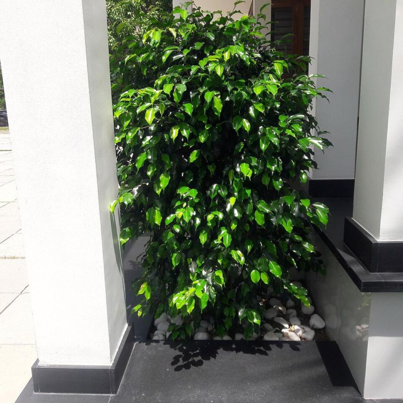 Пересадка больных растений: секреты и советы